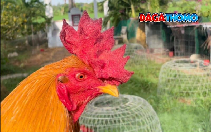 Cách chọn gà mồng vua hay