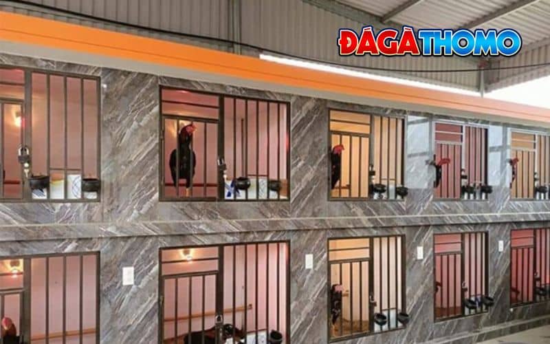 Những lưu ý trong quá trình chăm sóc gà chọi vào mùa đông