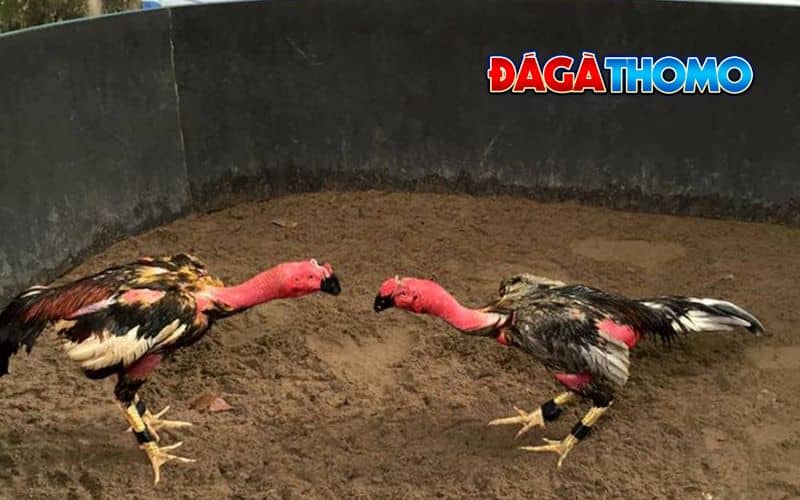 Duy trì phong độ và sức chiến đấu