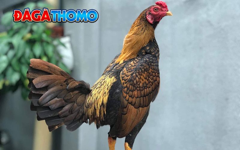 Ưu điểm khi nuôi gà tre asil