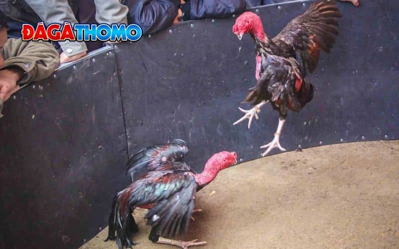 Vì sao cần nuôi gà chọi đúng cách trước khi đá?