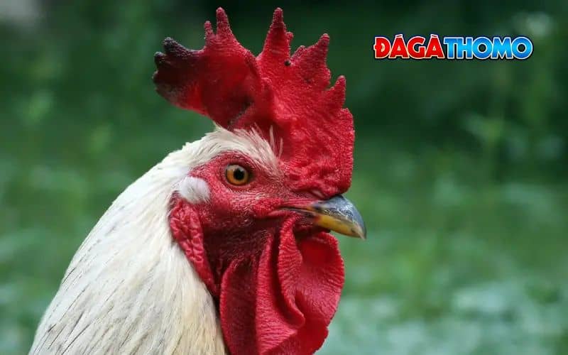Hình ảnh gà mồng vua đẹp