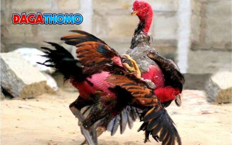 Lịch tập luyện giúp gà đạt phong độ đỉnh cao