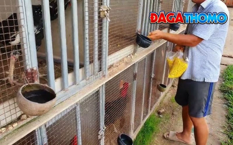 Lợi ích khi chăm sóc gà chọi vào mùa đông