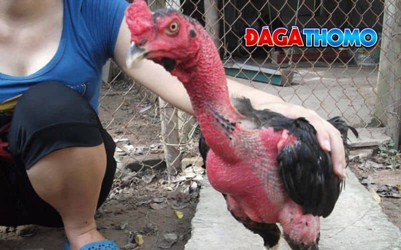 Lưu ý khi làm cổ gà chọi to