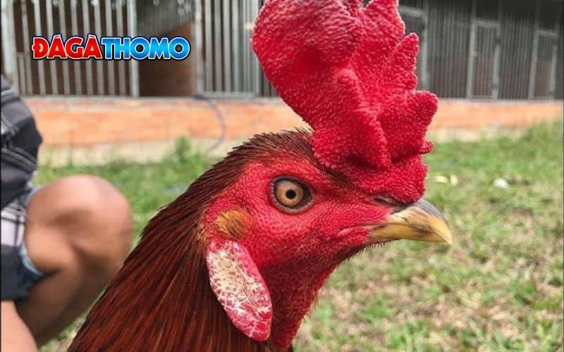 Phân loại gà mồng vua
