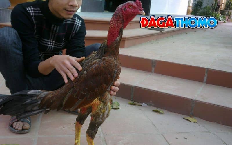 Phương pháp chăm sóc gà chọi vào mùa đông