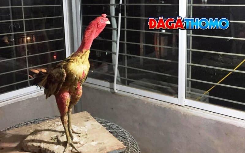 Tại sao cần làm cổ gà chọi to?