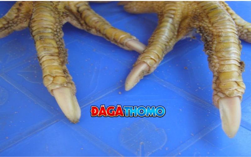 Giá trị và giá bán gà có vảy ngũ quý