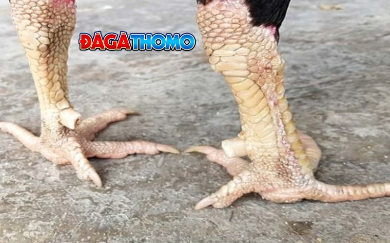 Lời khuyên từ sư kê về vảy gà ngũ quý