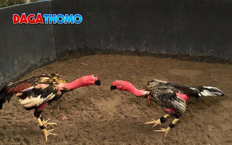 Giữ vững tinh thần chiến đấu cho gà chọi