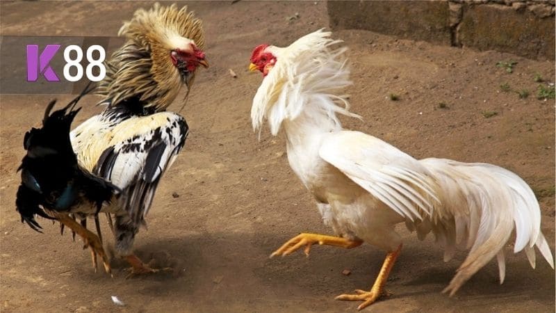 Tìm hiểu vê đá gà cựa sắt