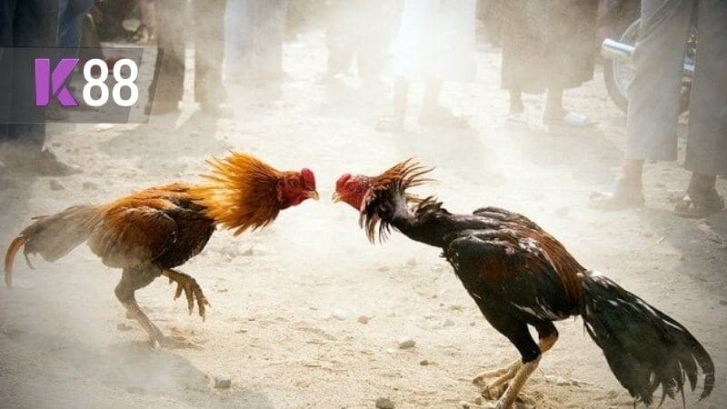 Tìm hiểu về luật chơi đá gà cựa sắt
